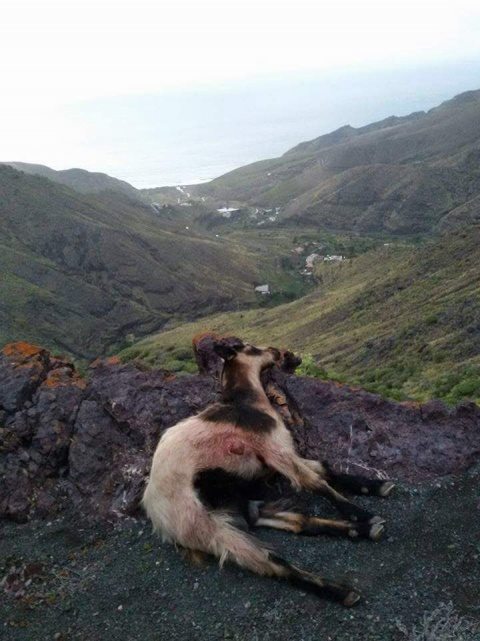 El Partido Animalista denuncia matanza indiscriminada de cabras en Canarias